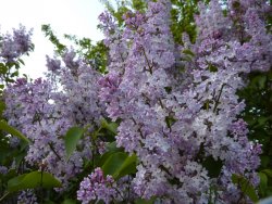 Es blüht am Berggasthof